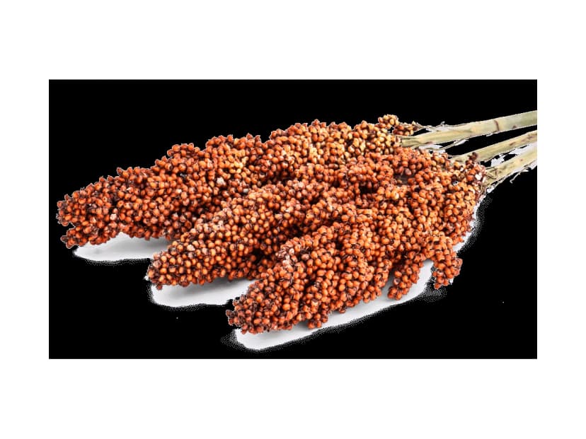 Sorghum - kg